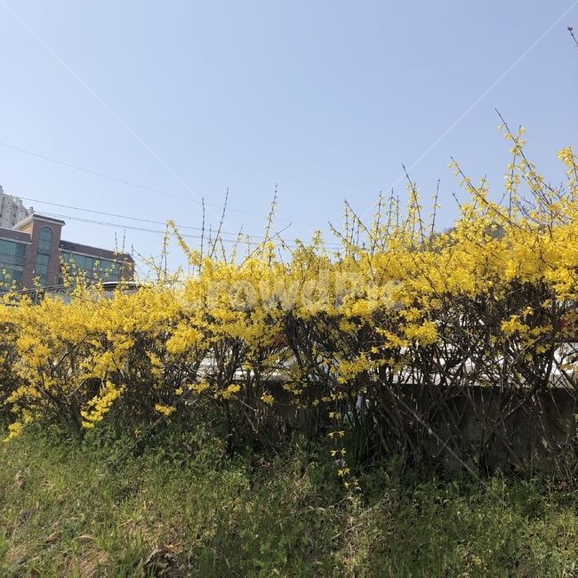 개나리,꽃,노란색,하늘,자연,식물,자연,plants,nature,꽃,flower