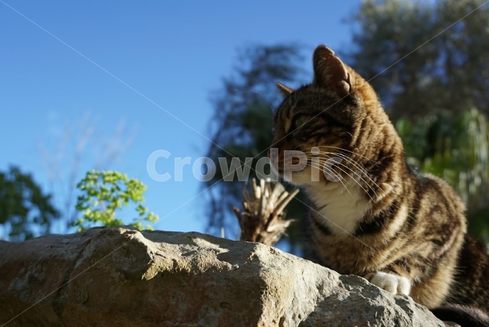 고양이,길도양이,미소,동물,유럽고양이,표정,만남,인연,smile,cat,animal,europe