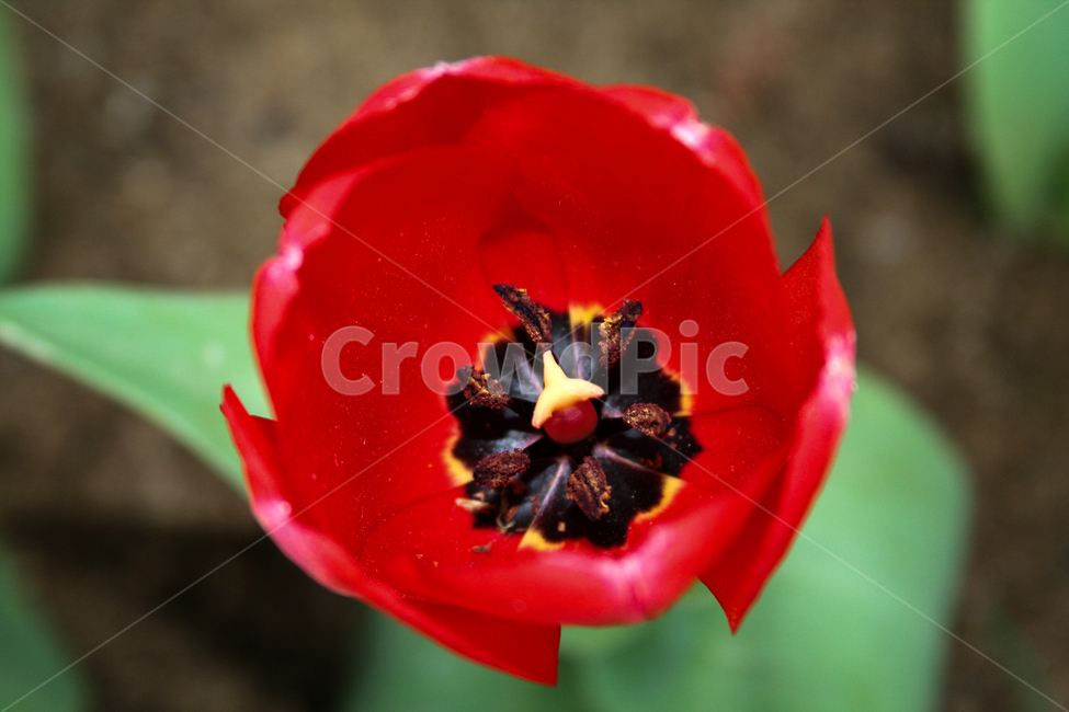 꽃,자연,상큼한,빨강꽃,식물,배경,flower,plant,redflowers,식물,자연,plants,nature,꽃,flower