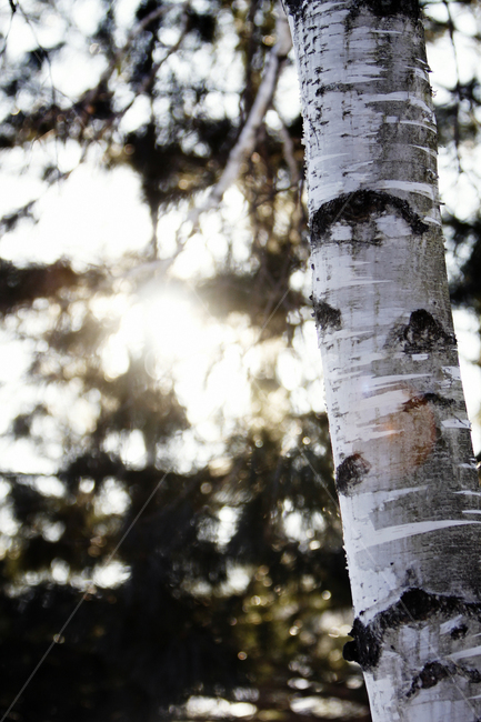 plant,식물,자작나무,tree,나무