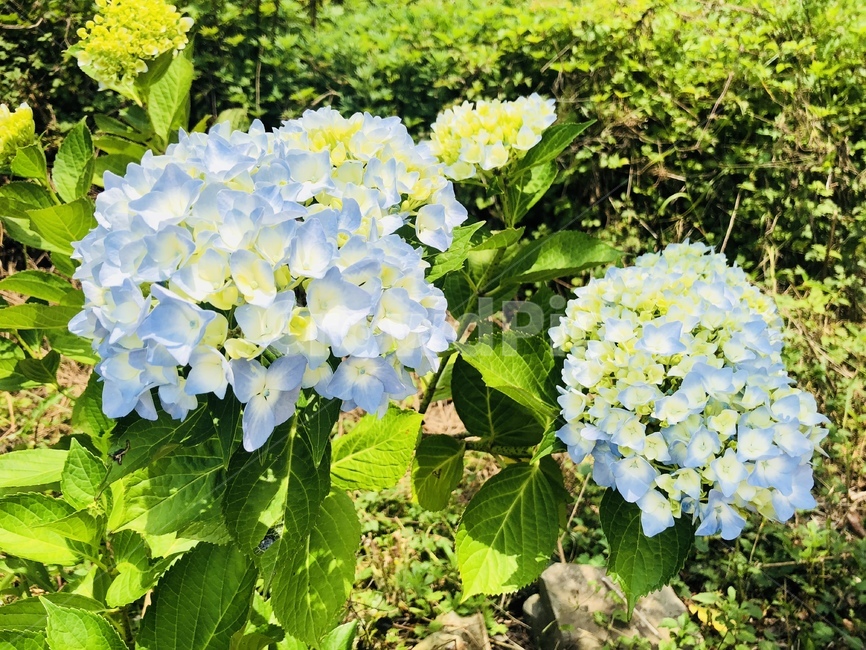 plant,식물,geranium,제라늄,jar,flower,꽃,blossom,pottedplant,화분,vase,pottery,수국,수국꽃,여름꽃,식물,자연,plants,nature,꽃,flower