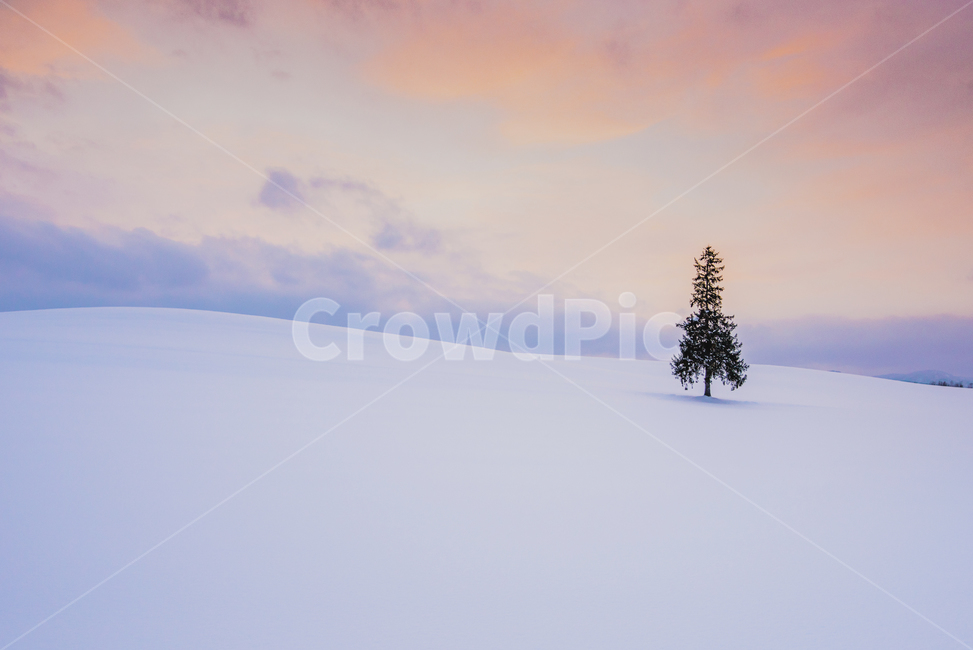 sky,Hill,snow scene,nature,christmas tree,tree,winter,Hokkaido,christmas,cloud,Sapporo,sunset,sight,season,BA