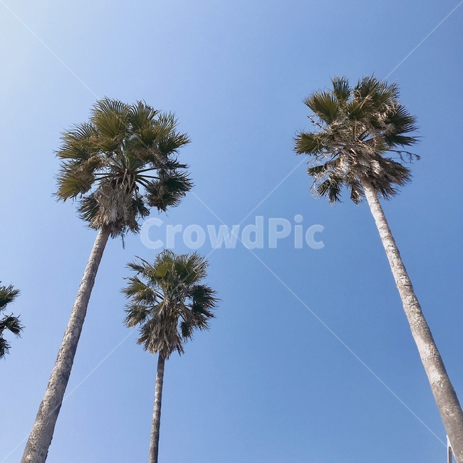 야자수,하늘,sky,이국적인,나무