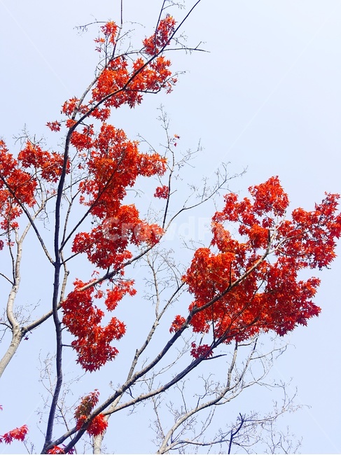 낙엽,가을,나뭇잎,단풍,나무,가을,계절,fall,autumn,season,식물,자연,plants,nature,나무,trees,wood,plant,leaf,잎,tree,maple