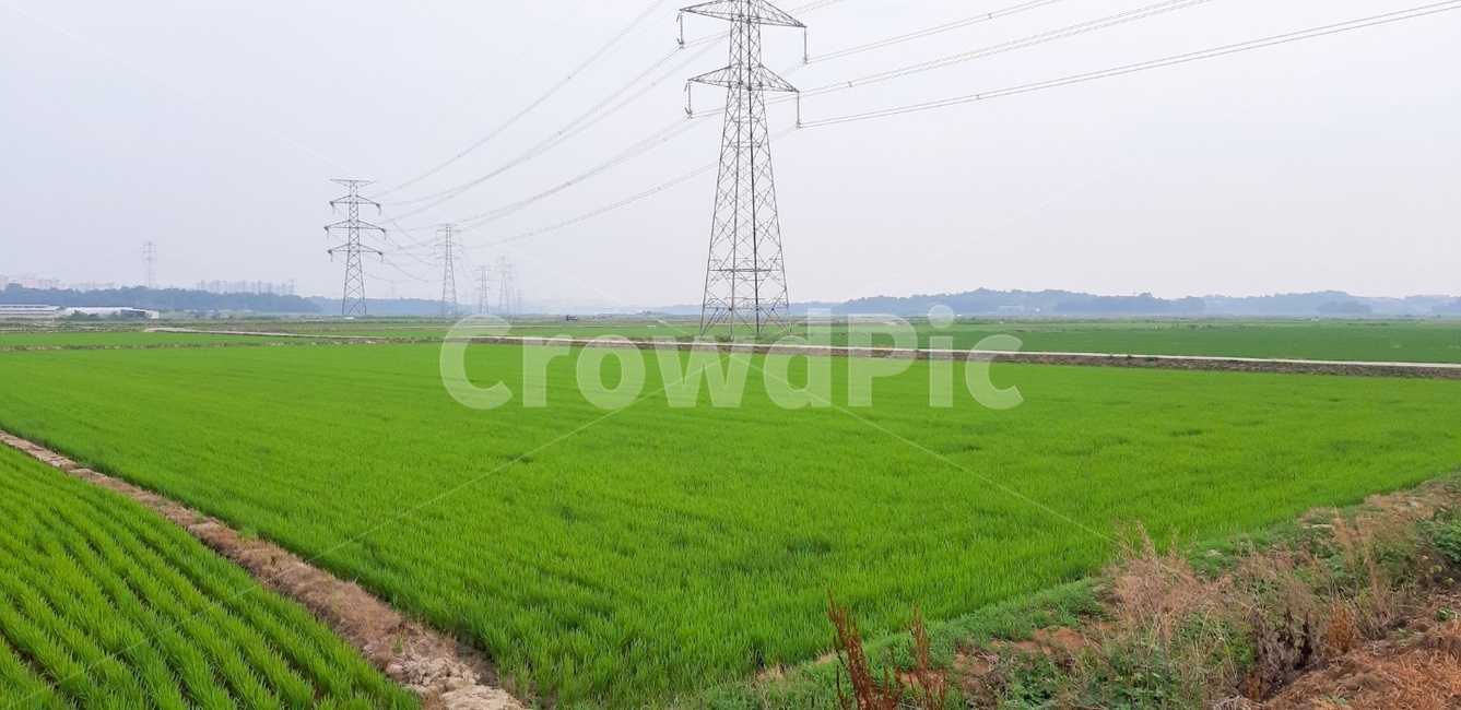 들,자연,옥외,논밭,농사,field,grassland,outdoors