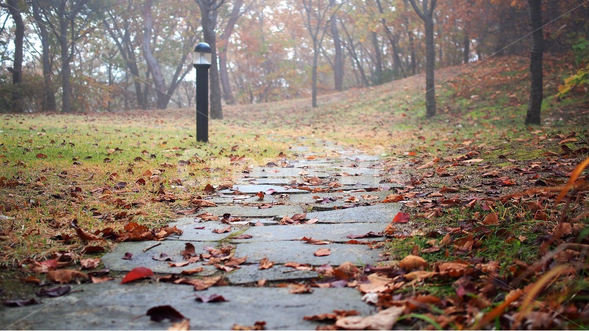 산책,길,휴식,여행,공원,정원,걷기,나무,자연,풍경,가을,아침,평화로운,감성,가을,계절,fall,autumn,season,plant,식물,leaf,잎,tree,ground,바닥