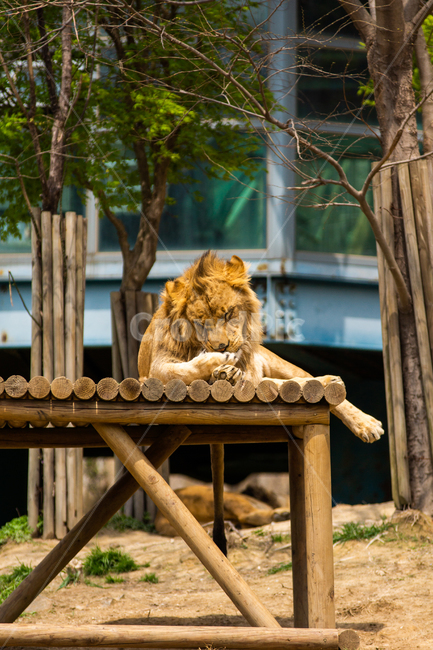 사자,동물,동물원,휴식,풍경,동물,animal,포유류,mammal