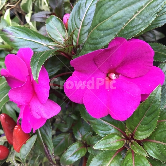 뉴기니아봉선화,서양봉선화,임파첸스,임파치엔스,봉선화,Impatiens,NewGuineaImpatiens,봉선화과,열대성초화,공기정화,분홍꽃,꽃,식물,Flower,식물,자연,plants,nature,꽃,flower