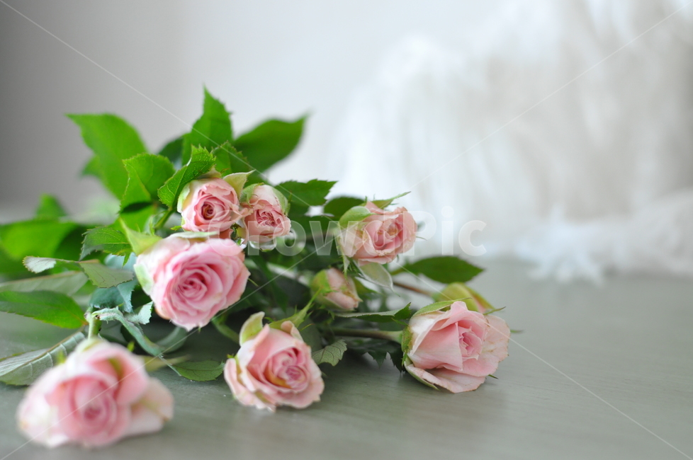 rose,장미,blossom,flower,꽃,plant,식물,미니로즈,로즈,핑크장미,감성,자연,꽃배경,장미꽃,축하,기념일,꽃다발,부케