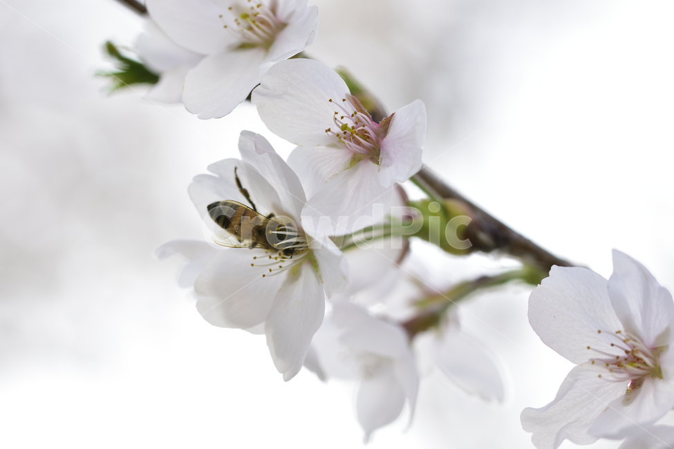 봄,꽃,벚꽃,벌,꿀벌,클로즈업나무,곤충,계절,spring,Season,꽃말,순결,절세미인,cherryblossom,plants,nature,봄,계절,spring,season,식물,자연,plants,nature,꽃,flower,동물,animal,곤충,벌레,insect,bug,bee,honey bee,invertebrate,무척추 동물,plant