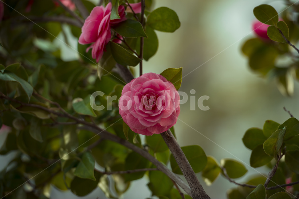 동백,동백꽃,겹동백,제주,붉은꽃,plant,식물,blossom,꽃,flower