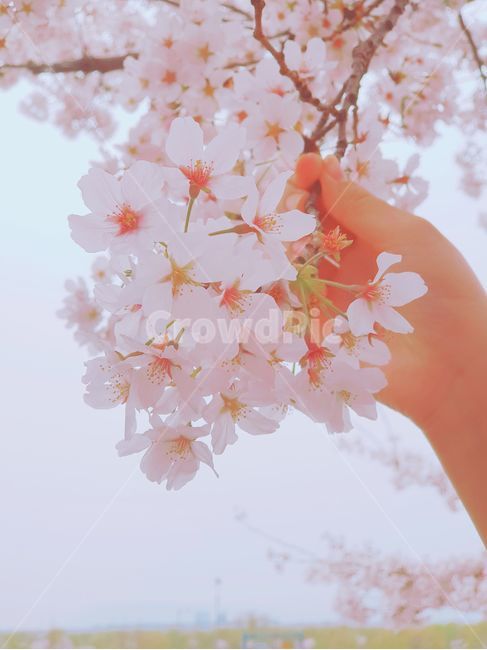봄,벛꽃,계절,spring,분홍