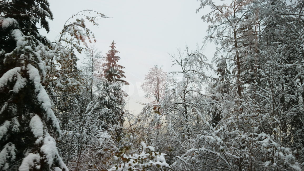 nature,자연,식물,tree,나무,plant,겨울,winter,눈,snow,숲,forest,유럽,여행,유럽여행,관광,스위스,겨울,계절,winter,season