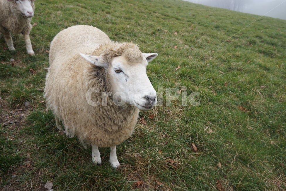 양,목장,양떼목장,초록색,한마리,동물,animal,포유류,mammal