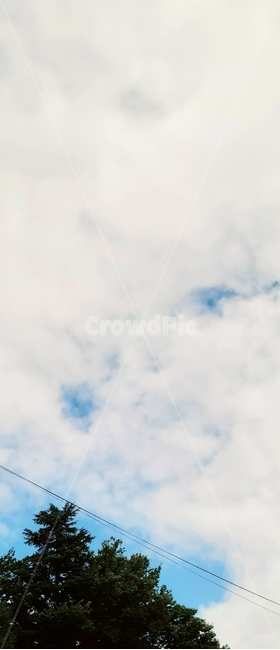 하늘,구름,나무,전선줄,풍경,자연,풍경,nature,landscape,animal,동물,bird,새,flying,나는