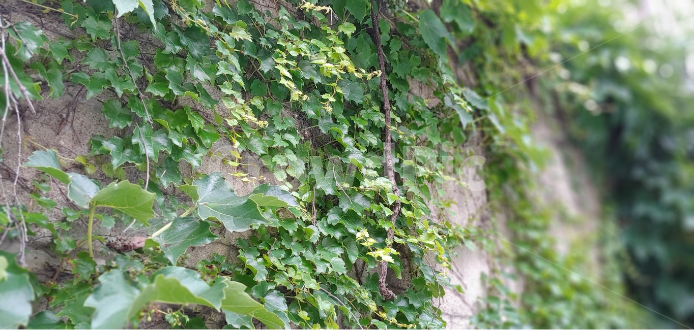 식물,자연,벽,담쟁이,담쟁이덩쿨,녹색,그린,green,식물,자연,plants,nature