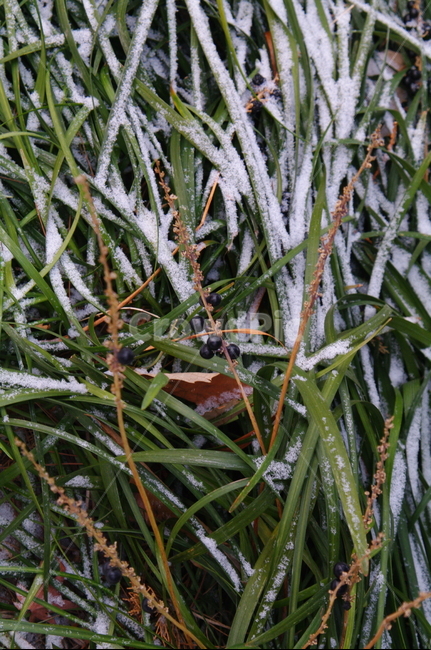 겨울,쌓인눈,설경,nature,자연,outdoors,옥외,ice,빙,snow,눈,frost,서리