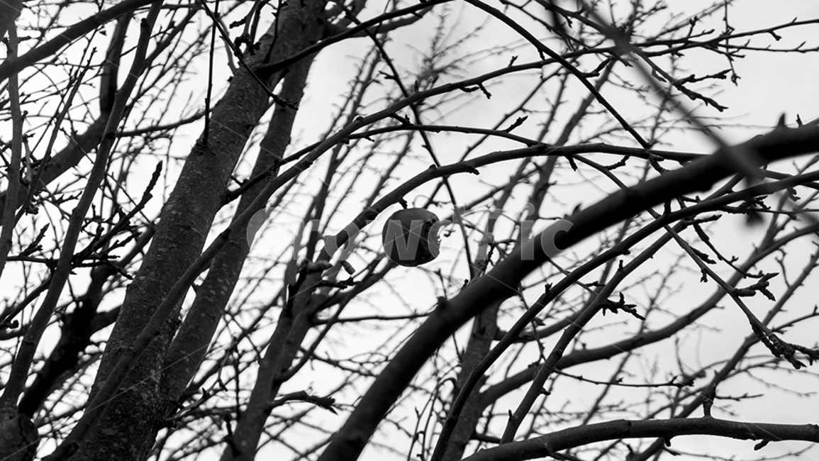 nature,자연,tree,나무,plant,식물,흑백,food,fruit,과일,음식,사과