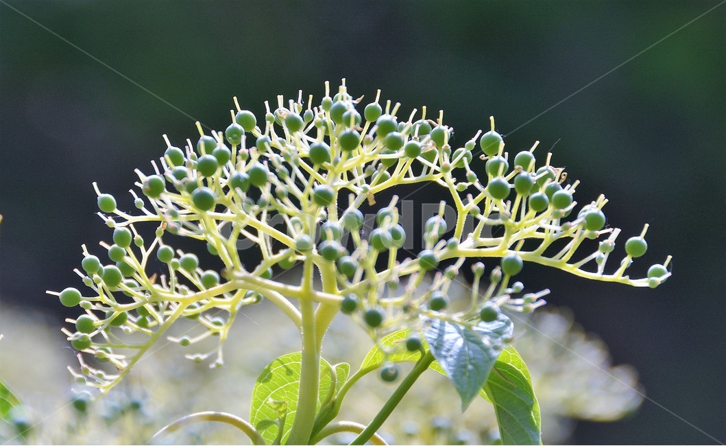 식물,자연,역광,열매,나무,식물,자연,plants,nature