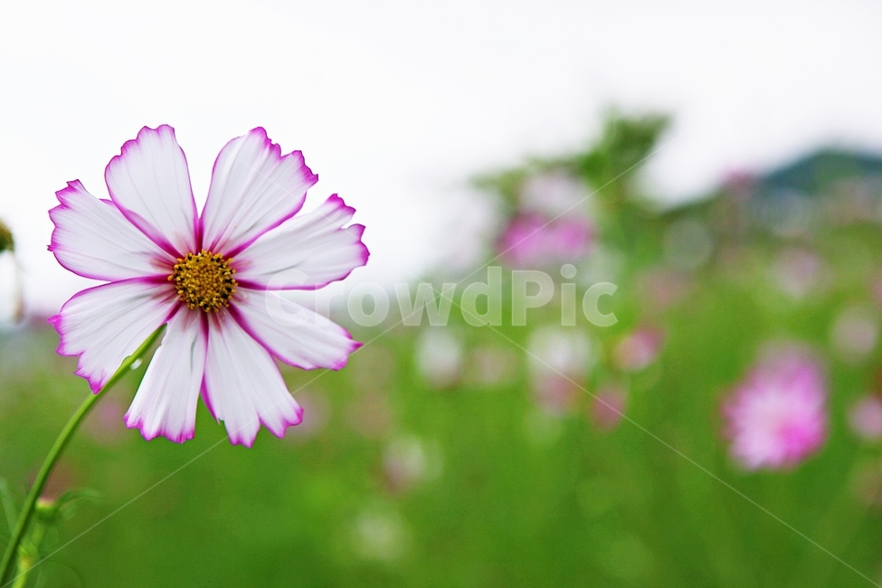 코스모스,꽃,꽃잎,들꽃,식물,가을꽃,가을,공원,자연,식물,자연,plants,nature,꽃,flower