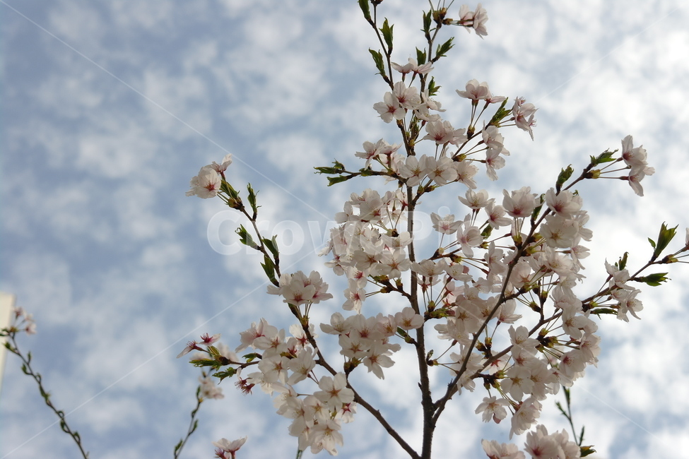 벚꽃,꽃,하늘,봄,spring