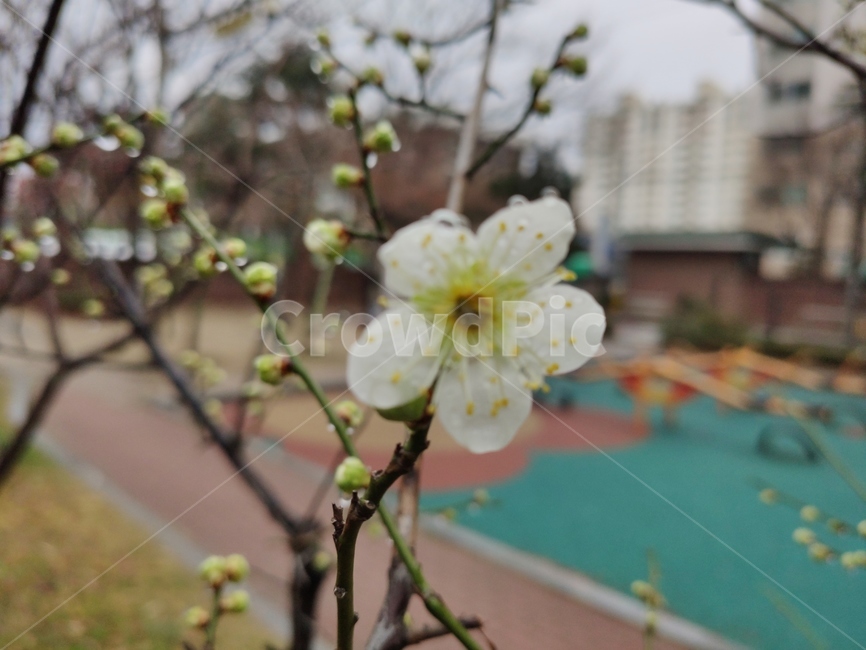 매화,매실나무,매화나무,plum,청매화,prunusmume,매화꽃,plant,식물,flower,blossom,꽃