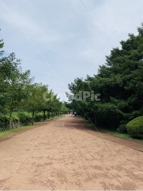 제주도,비자림,나무,숲,숲길,숲속,식물,tree,plant,명소,관광지,관광명소