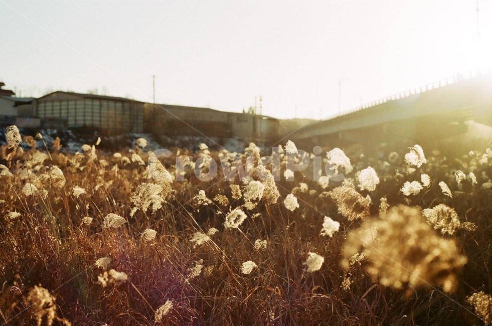갈대,가을,햇빛,감성,바람,가을,계절,fall,autumn,season,자연,풍경,nature,landscape,감성,sensible,feeling,휴식,힐링,rest,relaxation,healing