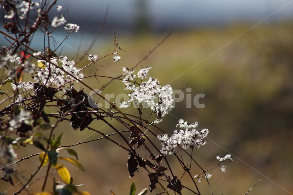 사위질빵,종자,씨앗,번식,clematisapiifolia,식물,자연,plants,nature,꽃,flower