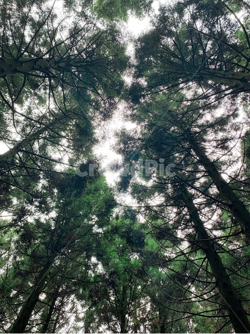 숲,나무,tree,wood,자연,nature,배경