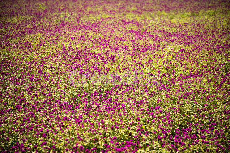 풀,꽃,화원,flower,식물,자연,식물,자연,plants,nature,꽃,flower