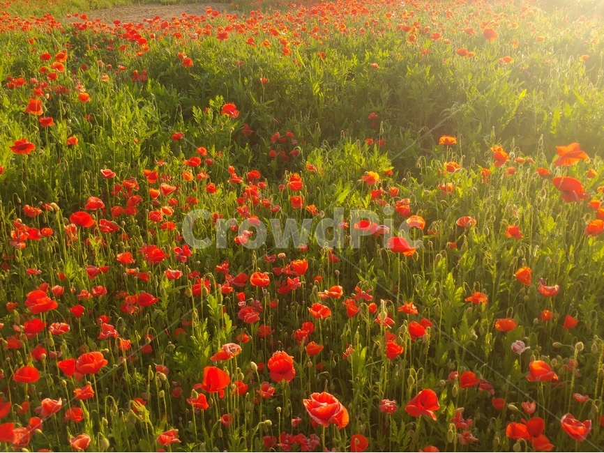 양귀비,꽃밭,꽃,양귀비꽃,공원,봄꽃,여름꽃,저녁,노을,따뜻한,따스한,빨간꽃,꽃잎,poppy,poppyfields,자연,식물,flower,식물,자연,plants,nature,꽃,flower
