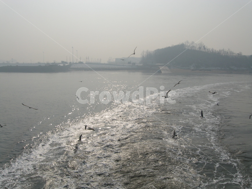 갈매기,산,바다,파도,겨울,자연,풍경,nature,landscape,bird,새,animal,동물