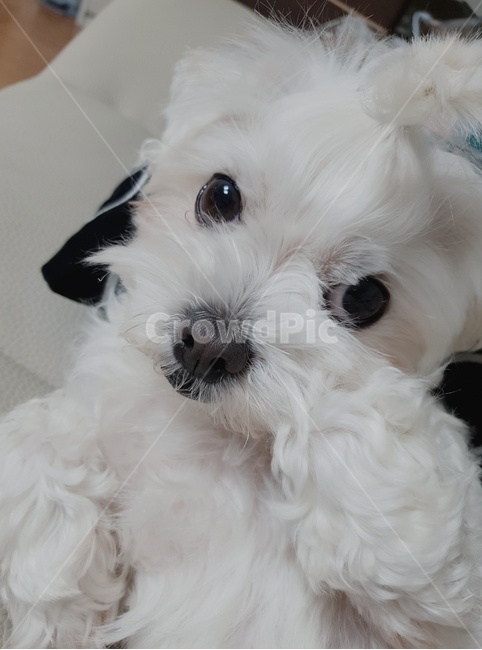pet,애완동물,dog,개,animal,동물,강아지