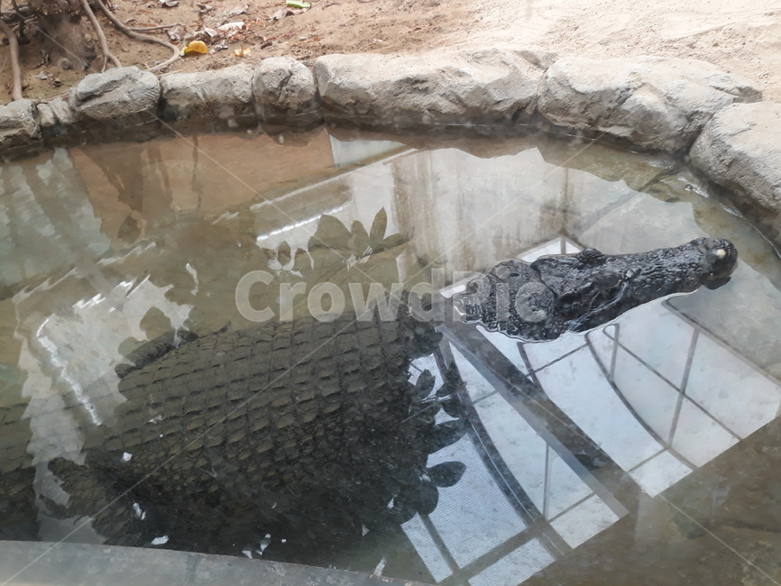 악어,동물원,동물,animal,이빨,돌,물,zoo,파충류,양서류,reptile,amphibian