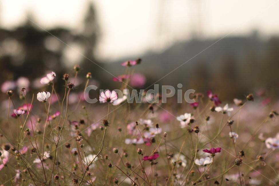 가을,어딘가,따뜻한,가을픙경,flowers,autumn,autumnscenery,fall,코스모스,가을꽃,flower,식물,cosmos,꽃,flower