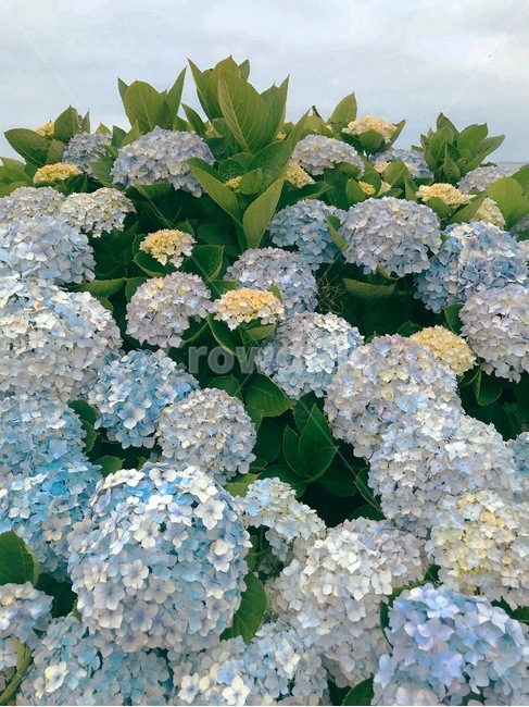 수국,꽃,여름,hydrangea,flower,blossoms,감성사진,식물,자연,plants,nature,꽃,flower