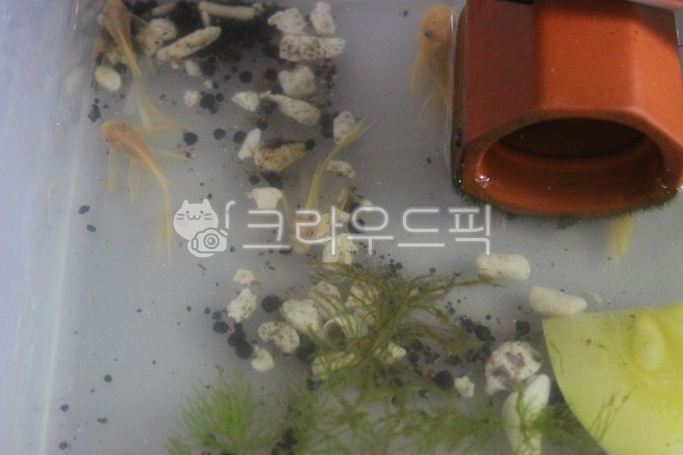 Annecy Short Pin Your,Guppy Your,tropical fish,goofy,fish,water plant,water life,Annecy long pin,Annecy Short Pin,aquarium,Annecy Long Pin Your