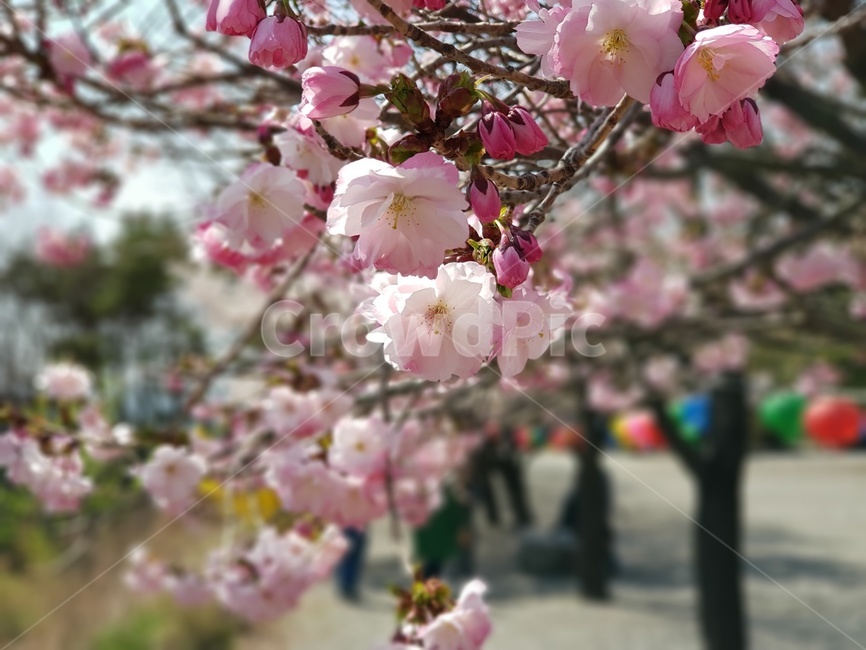 벚꽃,봄,나무,식물,꽃,꽃나무,아름다운꽃,flowers