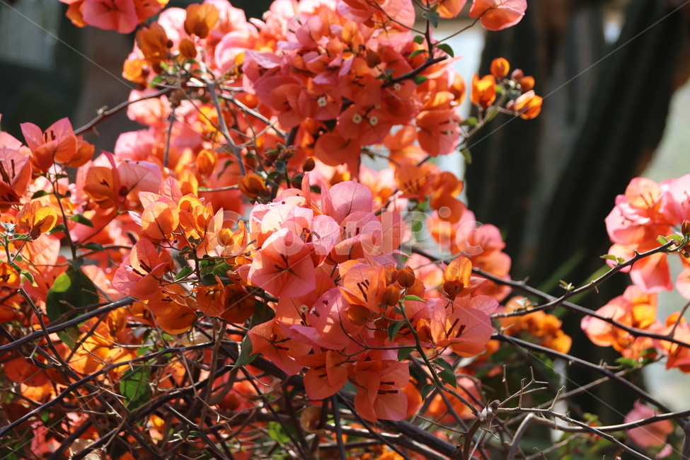 자연,수목원,꽃,꽃나무,풍경,식물,자연,plants,nature,꽃,flower
