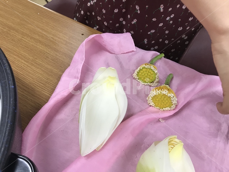 연꽃차만들기,연꽃차,연꽃,연잎,연꽃수술