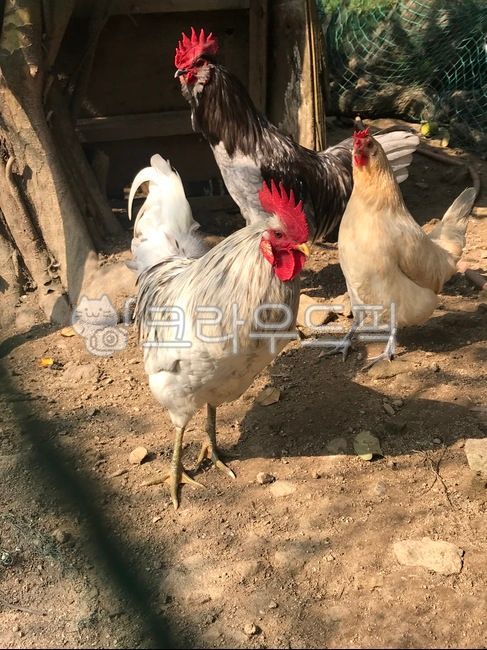 male chicken,chicken,poultry,Native chicken,bird,Birds,animal,Cheonggye