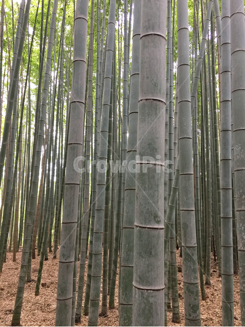 대나무,대나무숲,자연,풍경,봄,초록색,bamboo,forest,tree,nature,landscape
