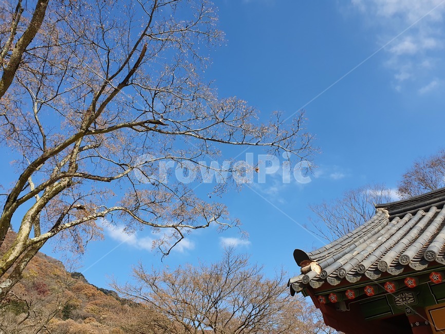 가을,가을하늘,백양사,장성백양사,자연,한국전통,한국문화,korean traditional,korean culture