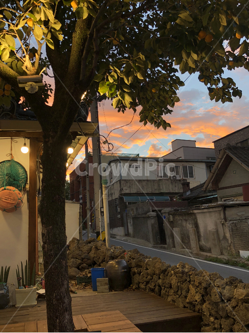 오후,노을,풍경,길,자연,나무,감,열매,가을,주황,오렌지,국내,대한민국,afternoon,sunset,저녁,해질녘,tree,fruit