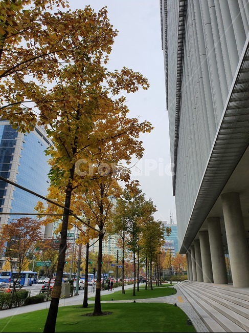 가을,plant,나무,낙엽,거리