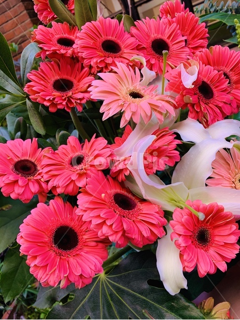 꽃,분홍,blossom,plant,식물