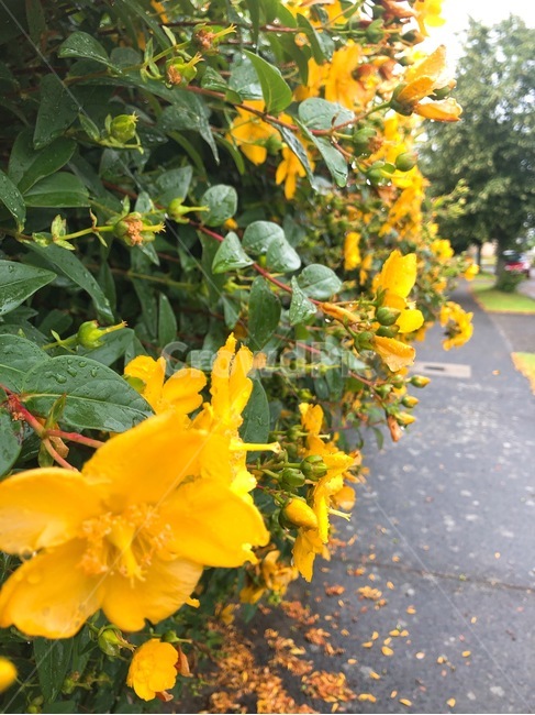들꽃,노란꽃,꽃,flower,blossom,식물,plant