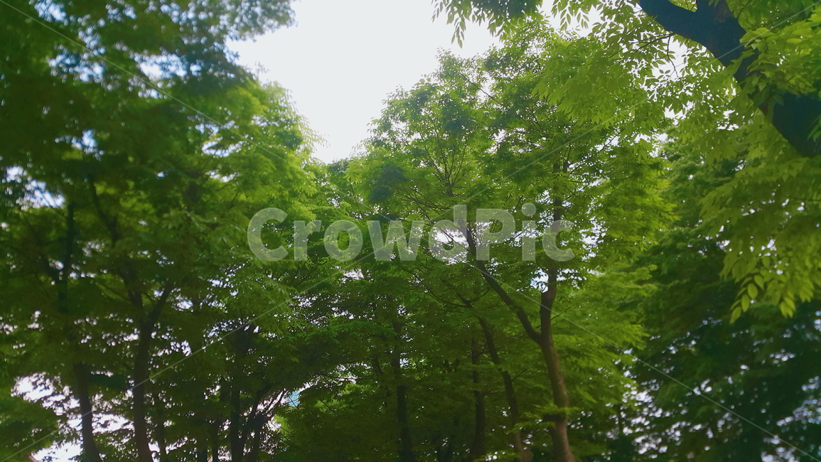 나무,하늘,울창한,공원,나뭇잎