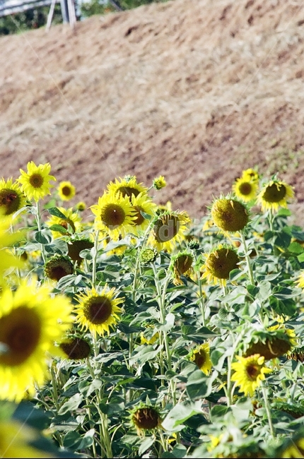 해바라기,꽃,야생화,가을,꽃밭,축제,꽃축제,flower,해바라기밭,정원,필름,필름사진,식물,자연,plants,nature,꽃,flower